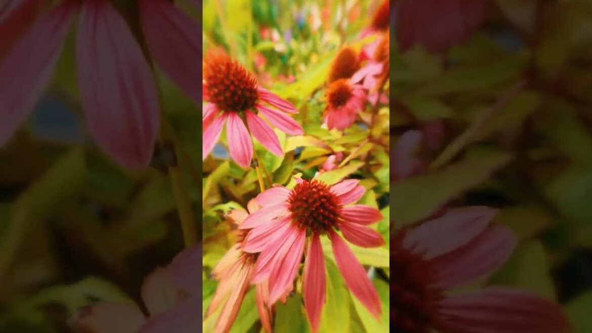 A Unique Tour Through Our Nursery 🌺🐝🌹🏵️