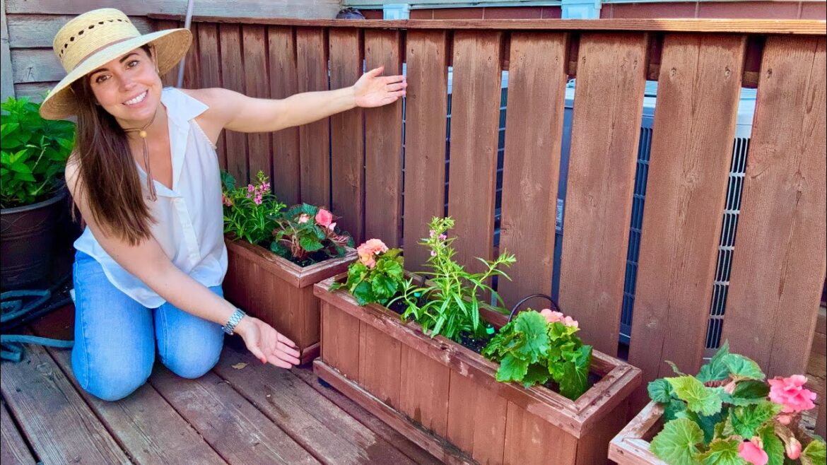 Planting A Garden Border In My Container Garden With Begonias & Angelonia Planting A Garden Border In My Container Garden With Begonias & Angelonia