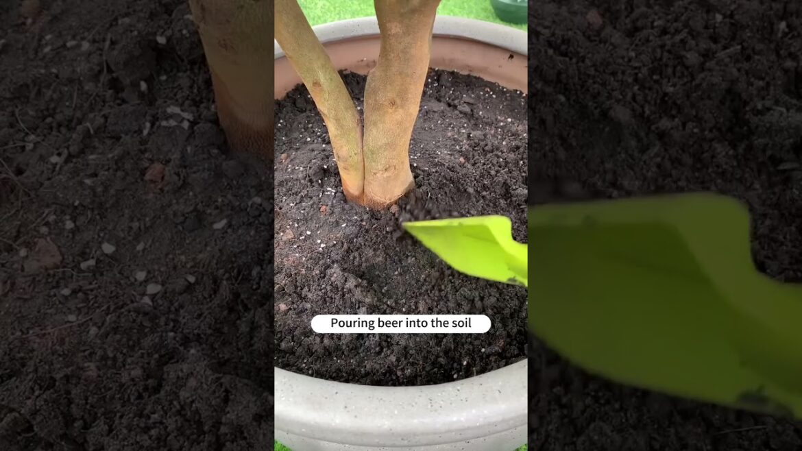 Simple Tips Make your Plants and flowers Thrive #gardentips #houseplants #DIY Simple Tips Make your Plants and flowers Thrive #gardentips #houseplants #DIY