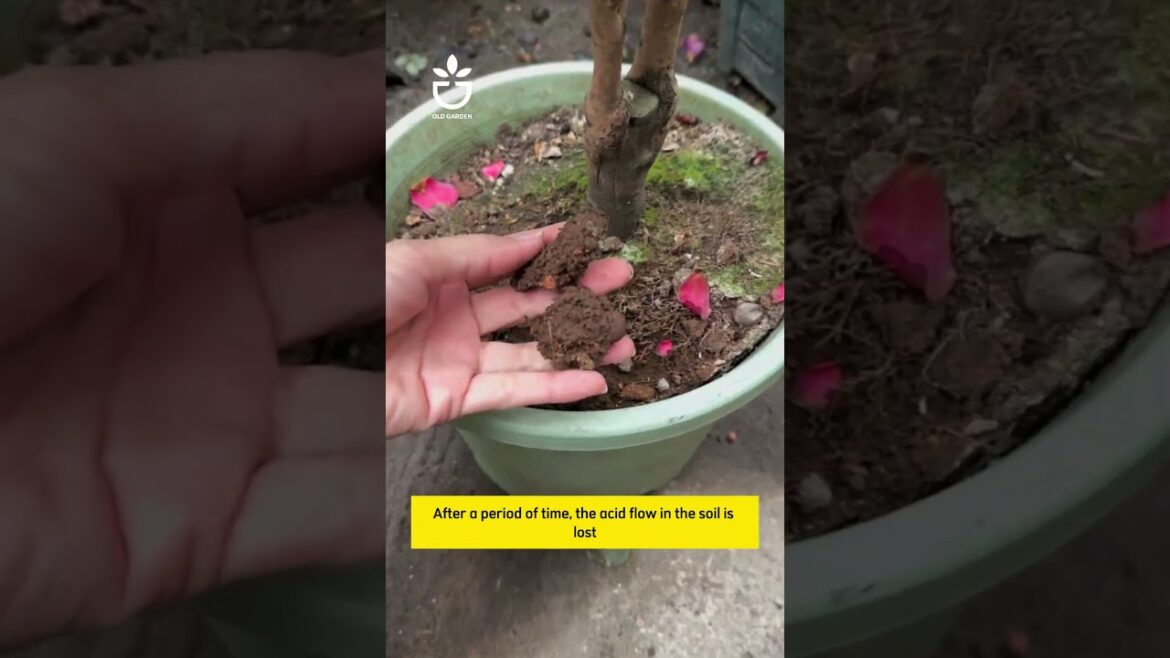 Some people often make mistakes when raising camellias #garden #namrose #plants Some people often make mistakes when raising camellias #garden #namrose #plants
