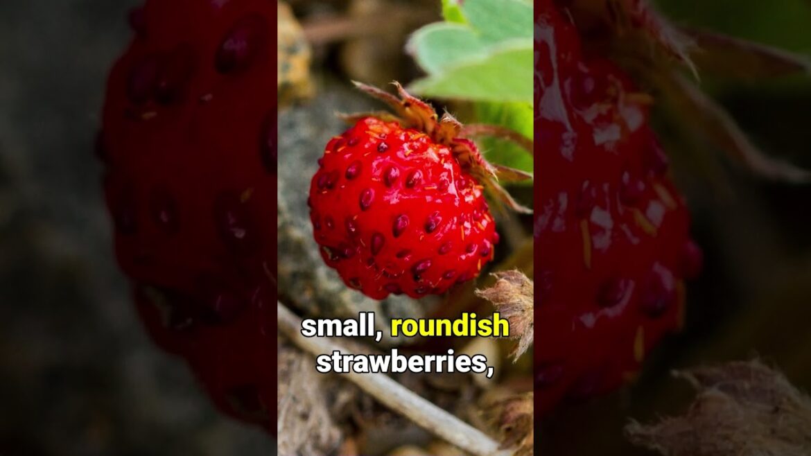 Virginia Strawberry a Great NATIVE Ground Cover!