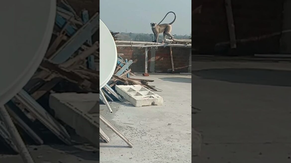 बाप रे 😱😱 मेरे garden में बंदर 😱 #gardening #garden #plants #flowers #terracegarden #shorts बाप रे 😱😱 मेरे garden में बंदर 😱 #gardening #garden #plants #flowers #terracegarden #shorts