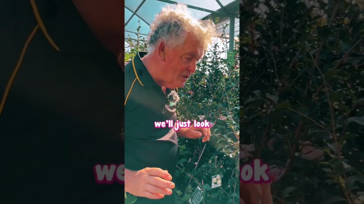 Camellia Sasanquas are just starting to flower in our nursery!🌺