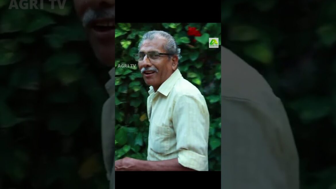 ചൂടിന് ഈ വീട്ടിൽ പ്രവേശനമില്ല! വീട്ടുമുറ്റത്ത് ജൈവ പന്തൽ ഒരുക്കി മൊയ്തീൻ ഇക്ക #moneyplant #garden