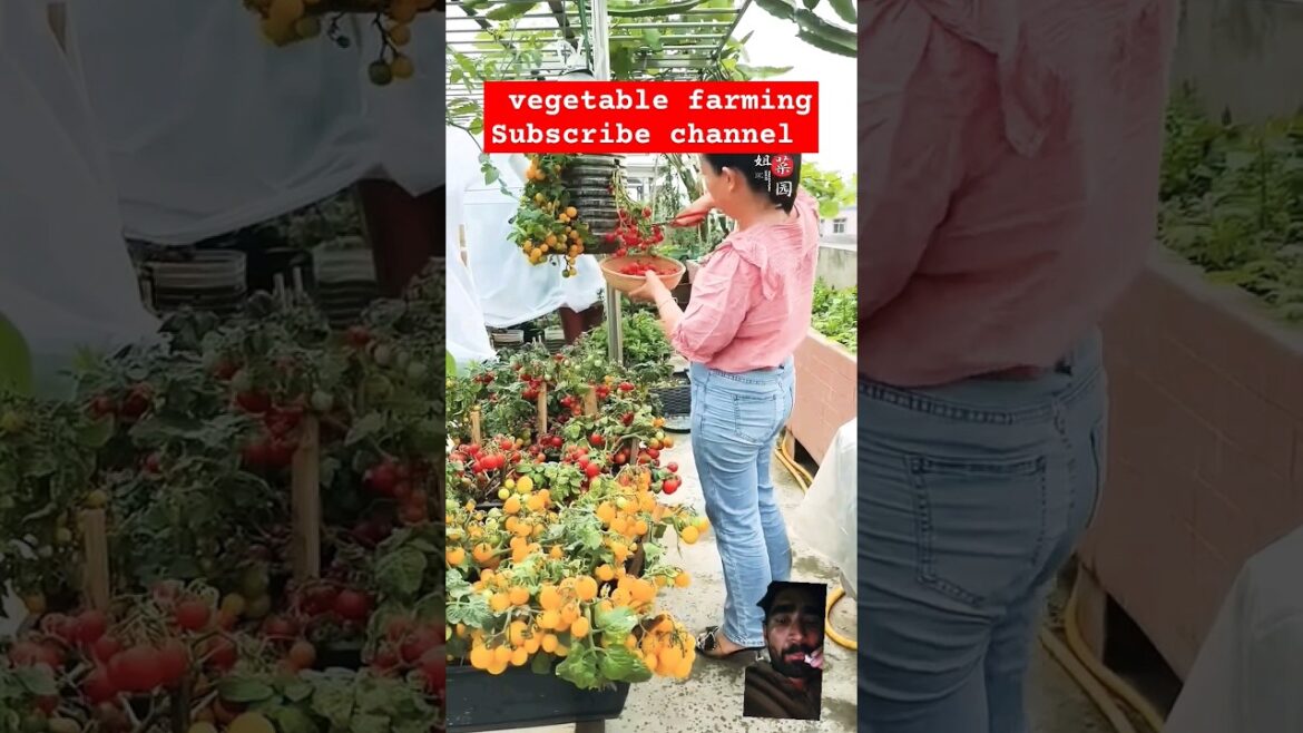 #vegetable #vegetablecultivation #vegetablefarming #satisfying #farmya #agriculture #greenfieldtv #vegetable #vegetablecultivation #vegetablefarming #satisfying #farmya #agriculture #greenfieldtv