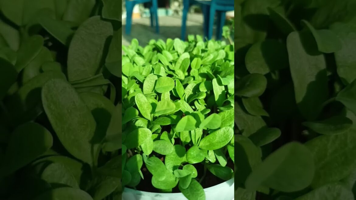 seed to plant life cycle of a meti plant#gardenhacks #garden tips#garden tricks