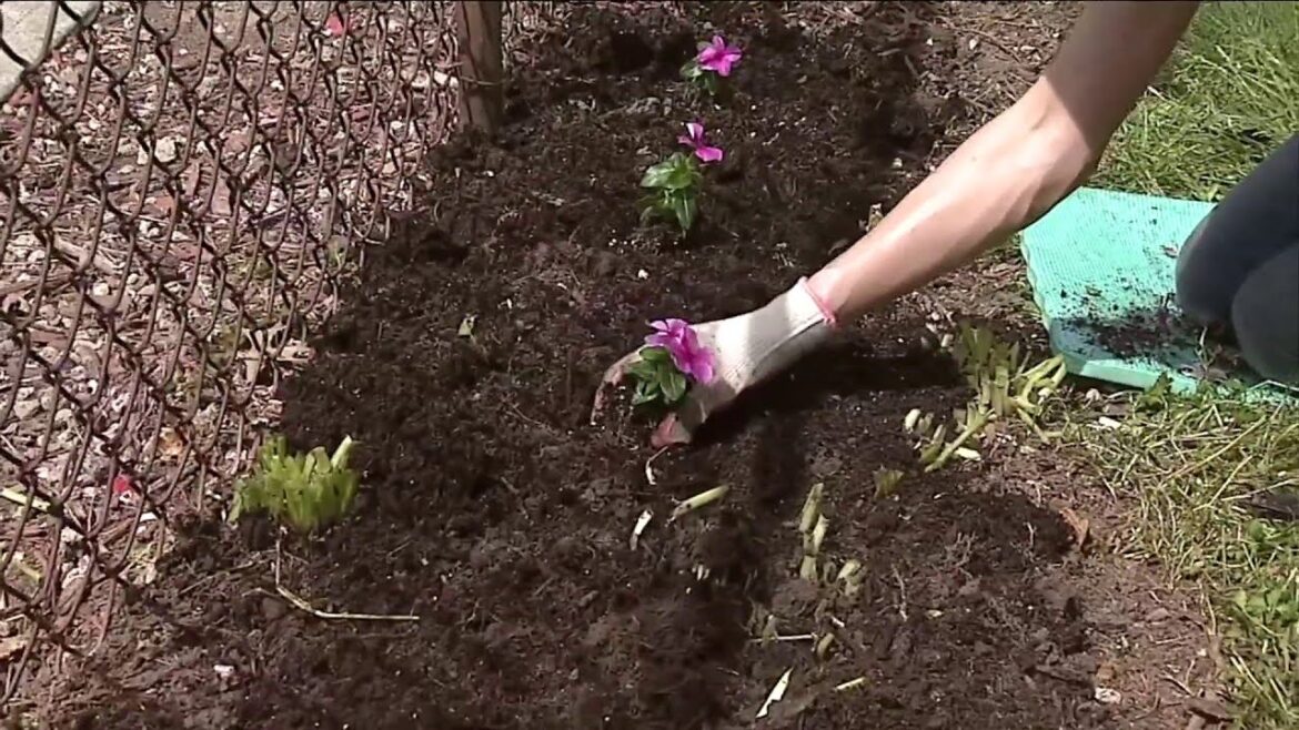 Did you know these benefits of gardening for your health? Did you know these benefits of gardening for your health?