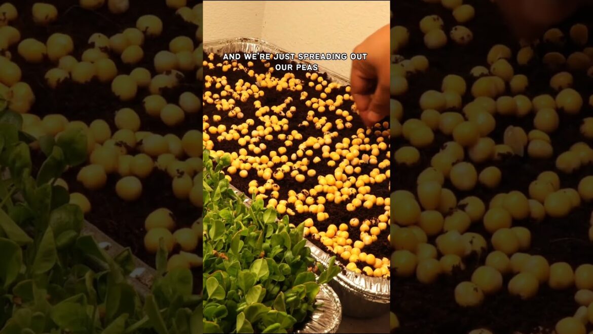 Growing Pea Microgreens: A Step-by-Step Guide for Fresh Greens at Home!