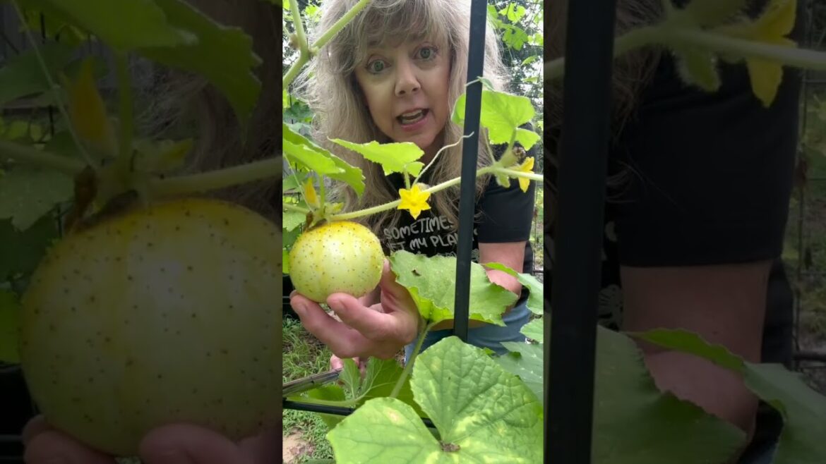 Cute Little Lemon Cucumber #short #cucumber #gardening