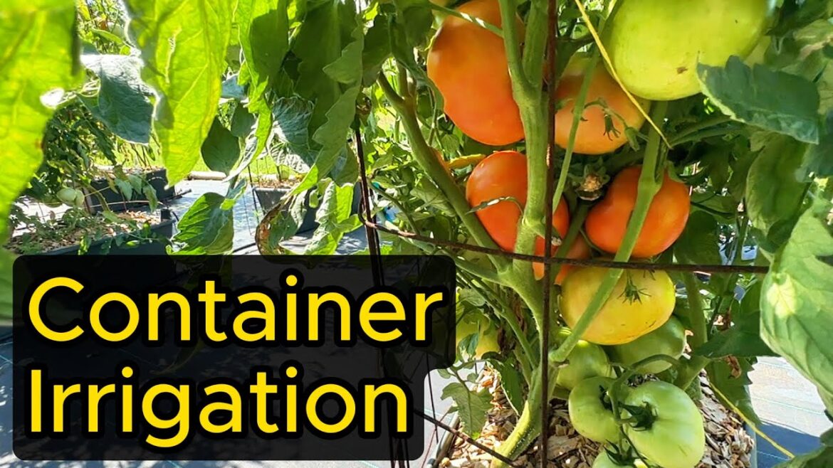 HOW TO IRRIGATE CONTAINER GARDENS WITH DRIPLINE - SO EASY!   #earthbox #wickingtubs #dripirrigation