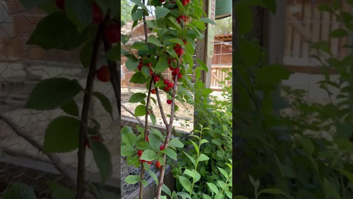 Nanking Bush Cherries Are Perfect for Small Homesteads