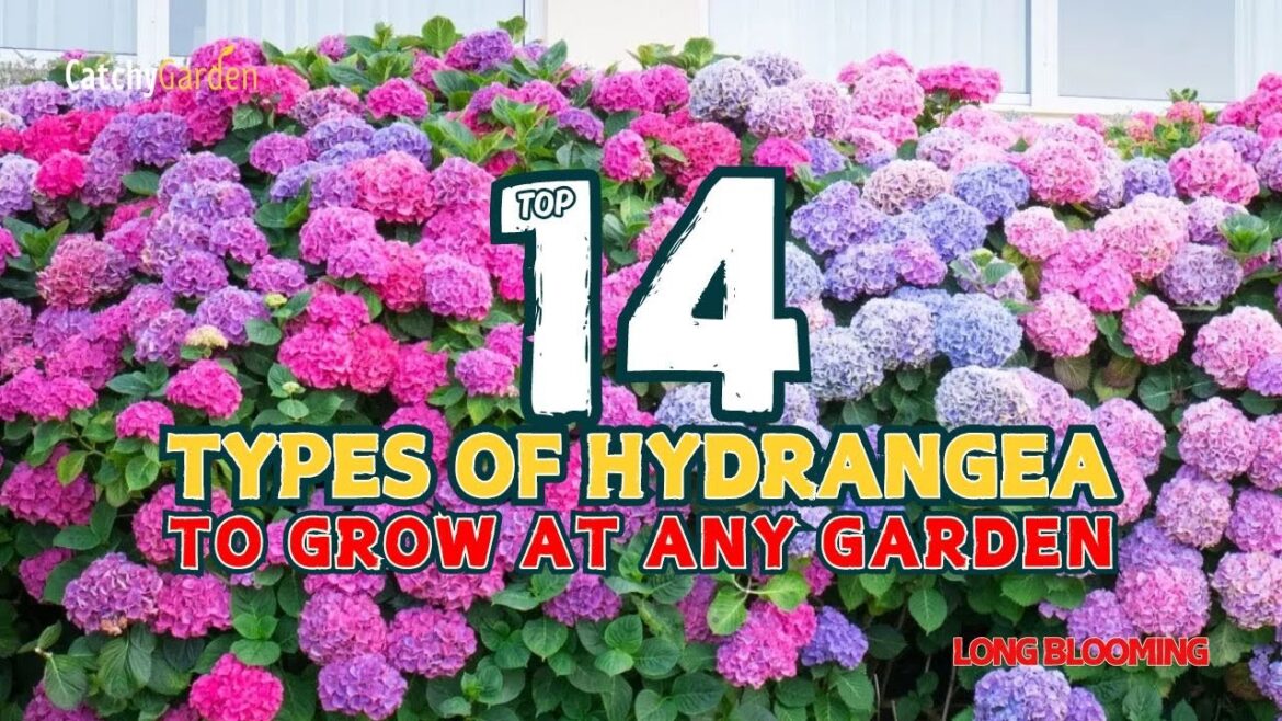 14 BEST TYPES of HYDRANGEA to GROW at ANY GARDEN πΈπΏπΊ // Gardening Ideas 14 BEST TYPES of HYDRANGEA to GROW at ANY GARDEN πΈπΏπΊ // Gardening Ideas