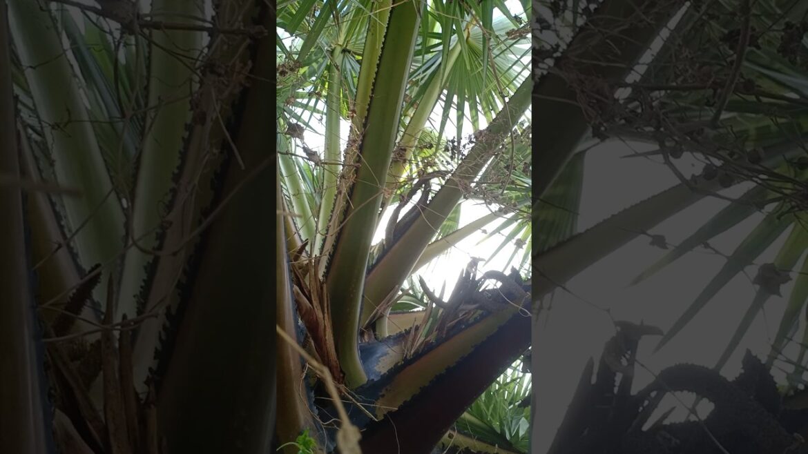 ដើមត្នោតតឿ #nature #flowers #plants #garden #naturephotography #gardening #beautiful #fruit #love