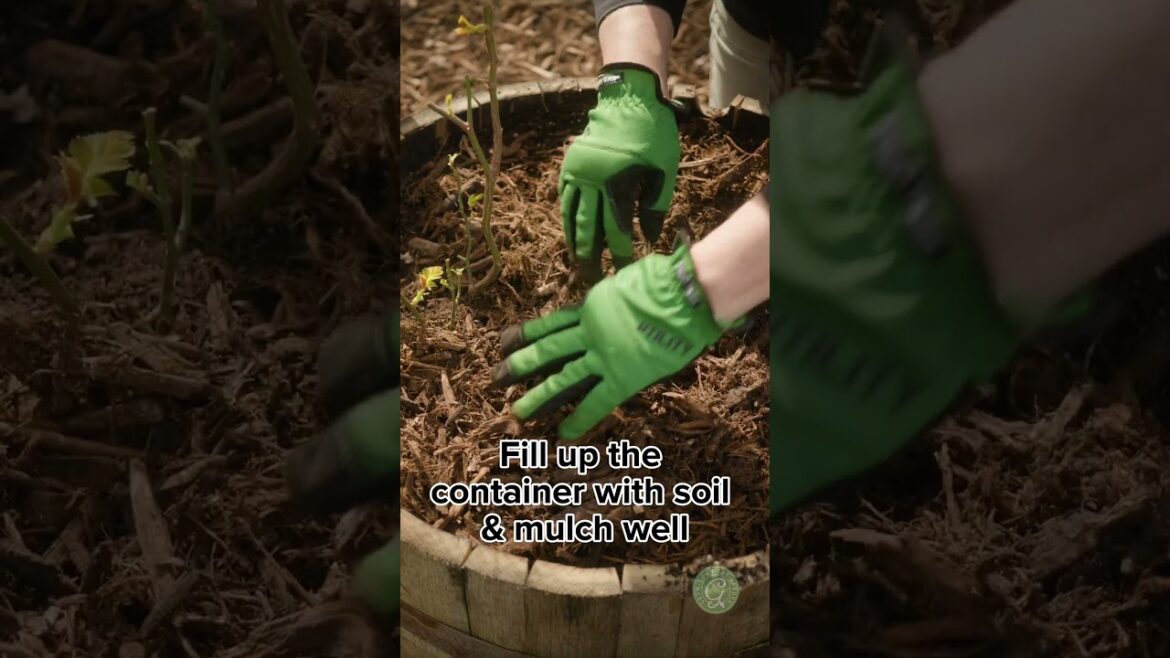 Planting Roses in Containers #roses #containergardening