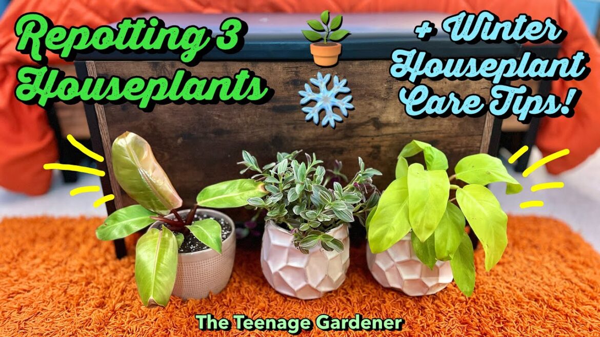 Repotting 3 Houseplants + Winter Houseplant Care Tips! 🪴❄️ | The Teenage Gardener
