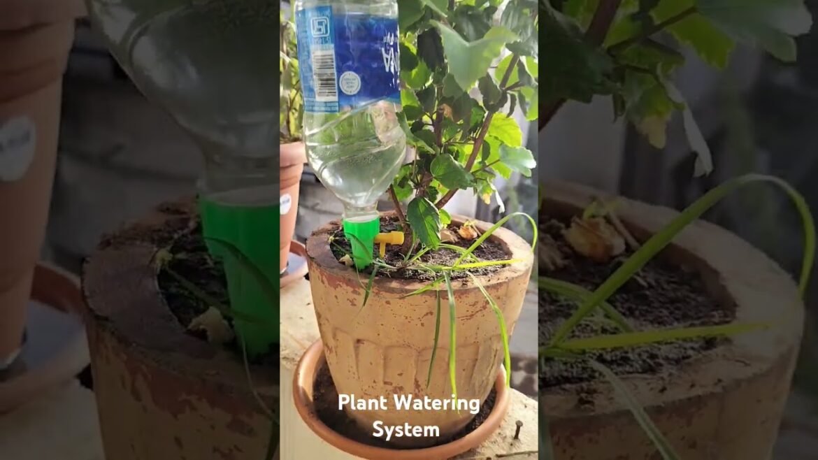 Drip irrigation system for Home garden l Self watering system for plants l plant watering projects Drip irrigation system for Home garden l Self watering system for plants l plant watering projects