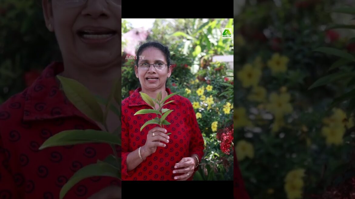 തെച്ചി എളുപ്പത്തിൽ വേര് പിടിപ്പിക്കാനും കുലകുത്തി പൂക്കൾ ഉണ്ടാകുവാനും ഈ ഒരൊറ്റ കാര്യം അറിഞ്ഞാൽ മതി