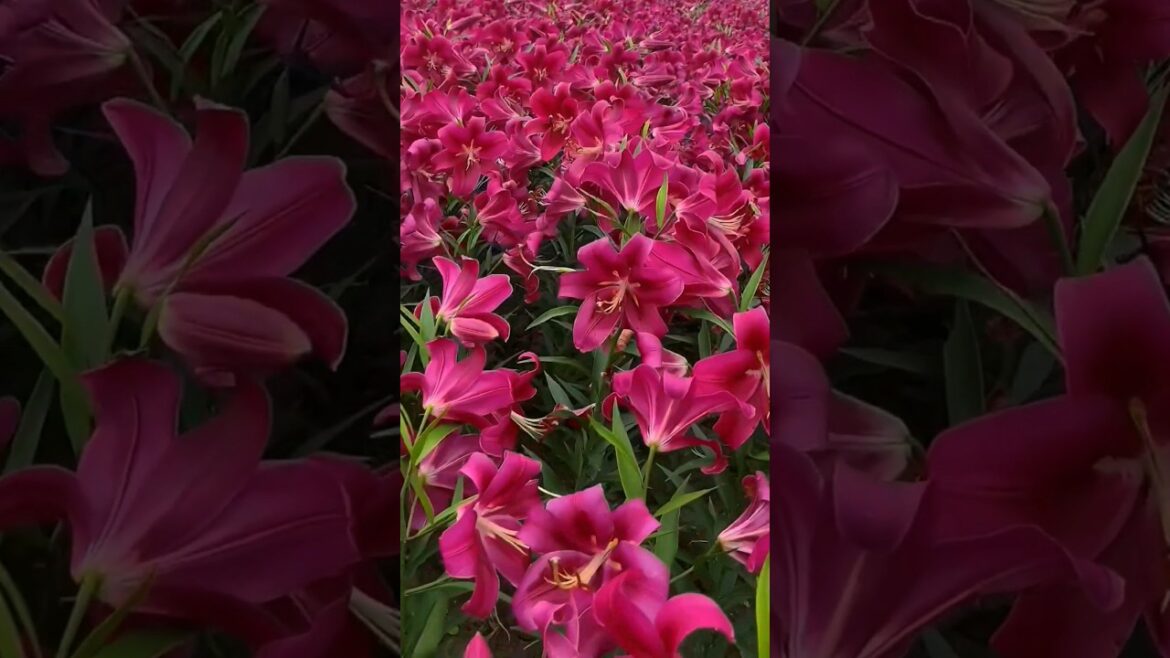 Beautiful lilies flower |natural flowers! #shorts Beautiful lilies flower |natural flowers! #shorts