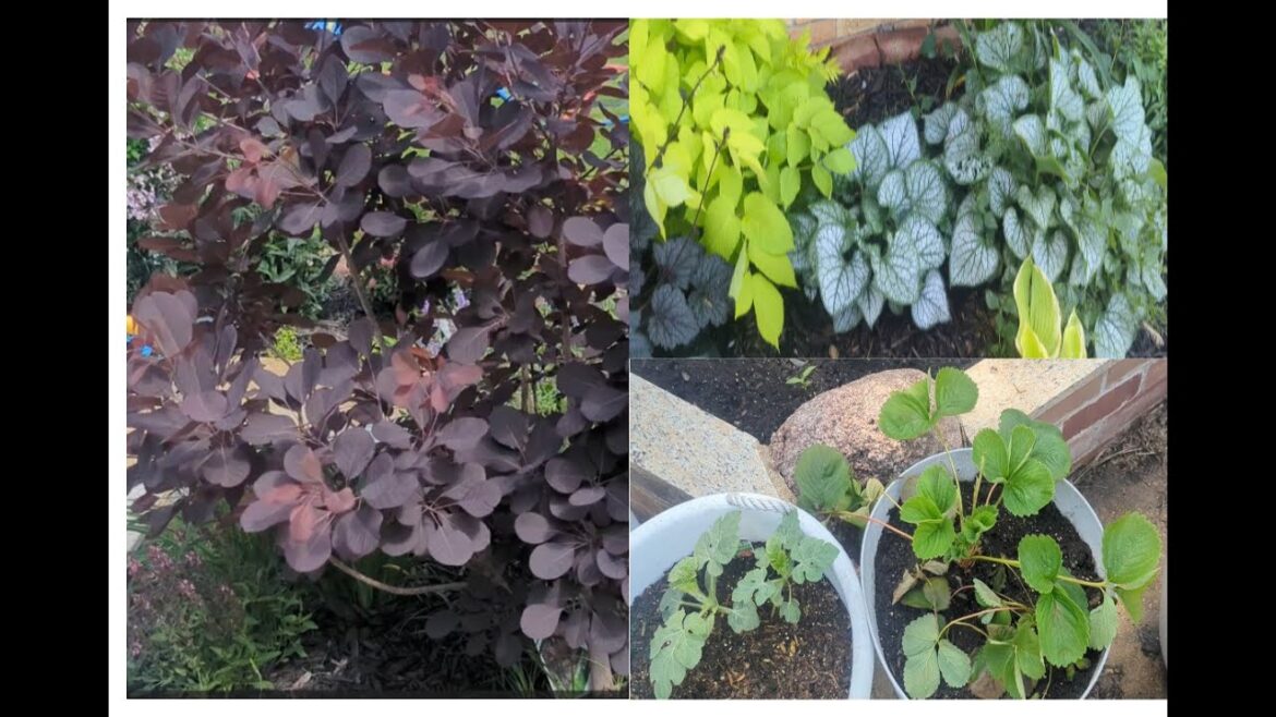 May Garden Tour/Lots of Perennials/Vegetable Gardening in Containers May Garden Tour/Lots of Perennials/Vegetable Gardening in Containers