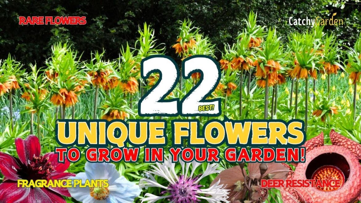 22 BEST UNIQUE FLOWERS YOU NEED IN YOUR GARDEN NOW! πΊπΉπΌ // Gardening Ideas 22 BEST UNIQUE FLOWERS YOU NEED IN YOUR GARDEN NOW! πΊπΉπΌ // Gardening Ideas