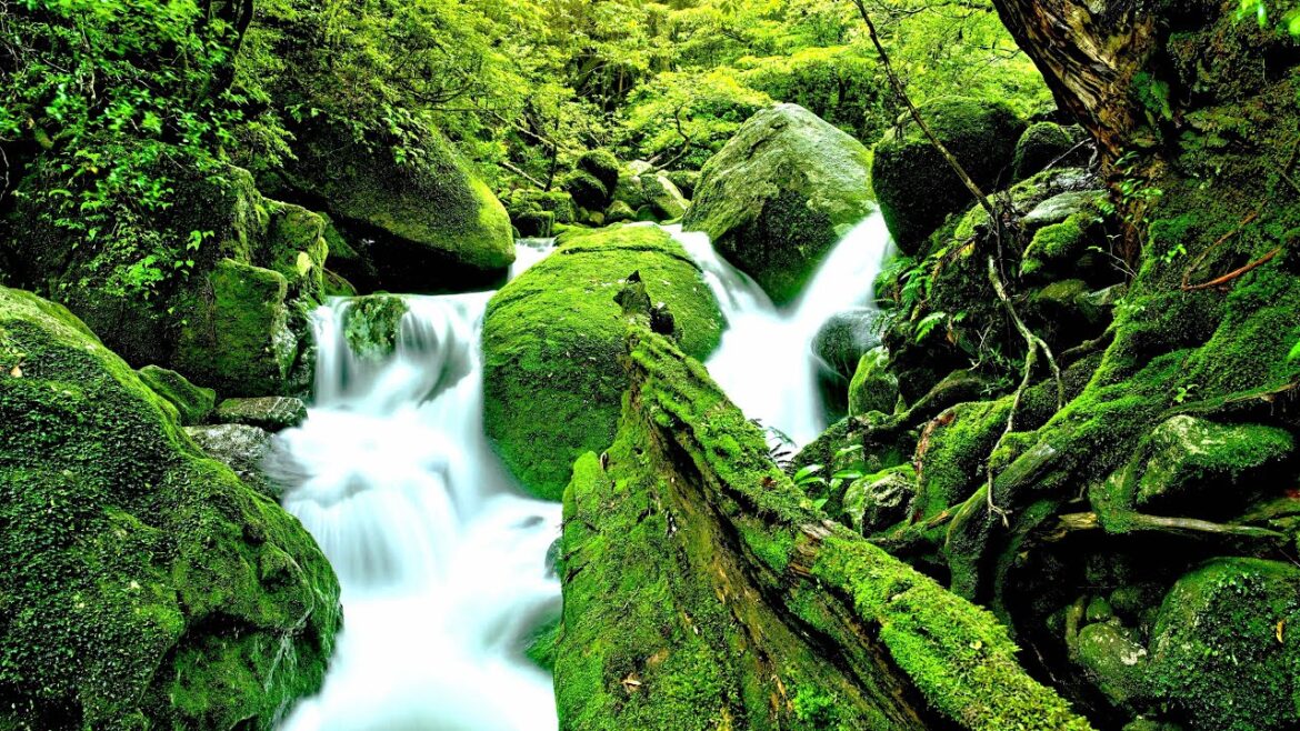 Relaxing Music with Zen Ambience | Peaceful Japanese Garden