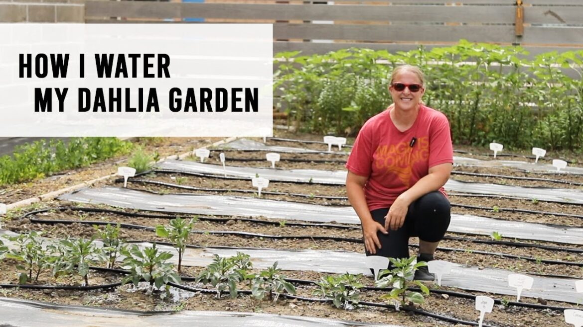 How I Water My Dahlias in my Cut Flower Garden - Sunshine and Flora