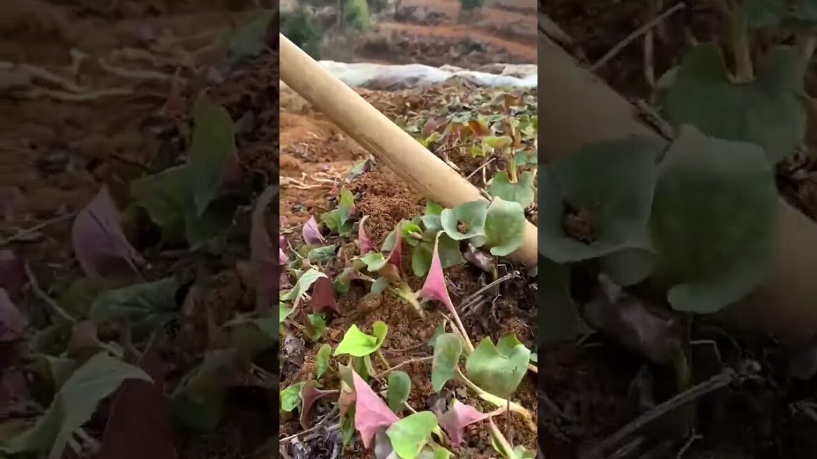 3239 🥕🌼🌵🍀🌽 #countryliving #strangebeauty #photography #countryside #harvest