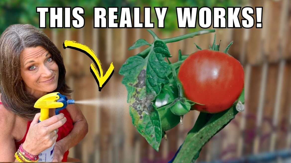 CaliKim: Fight Disease in Your Garden with My Easy 2 Step Plan Fight Disease in Your Garden with My Easy 2 Step Plan