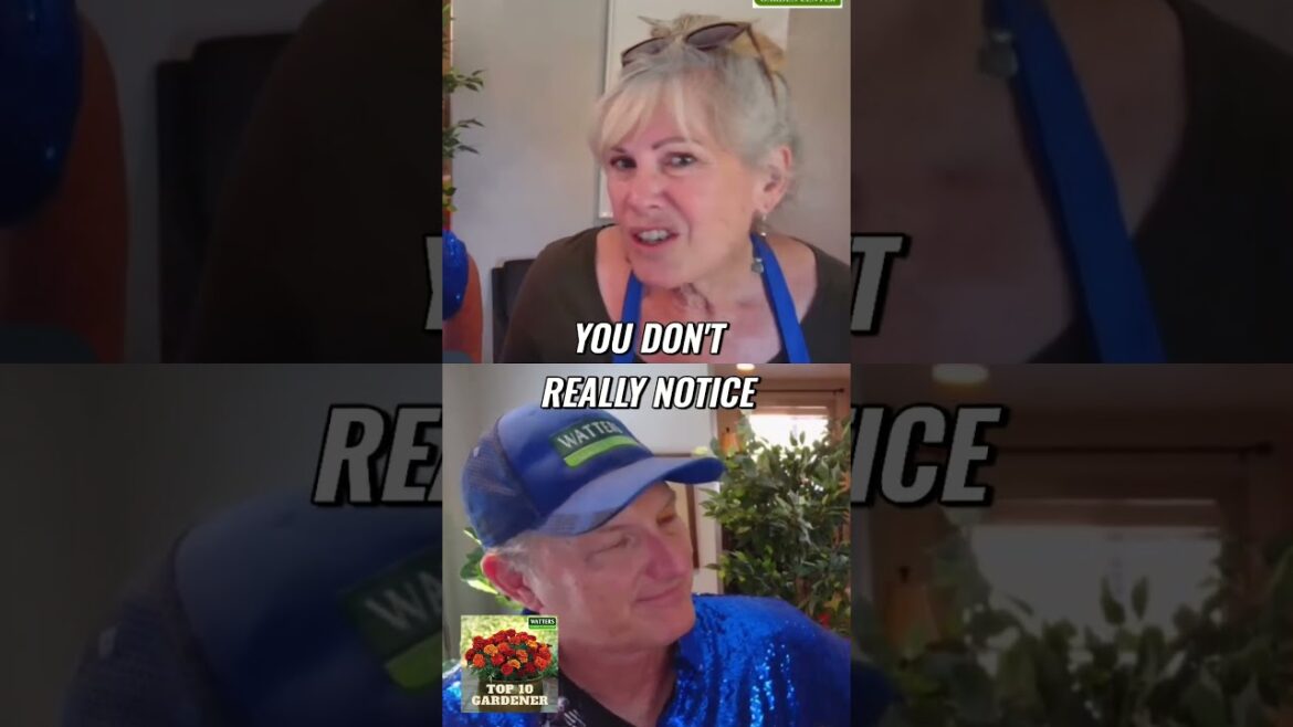 10 Long Blooming Perennials for Continuous Color in Your Garden