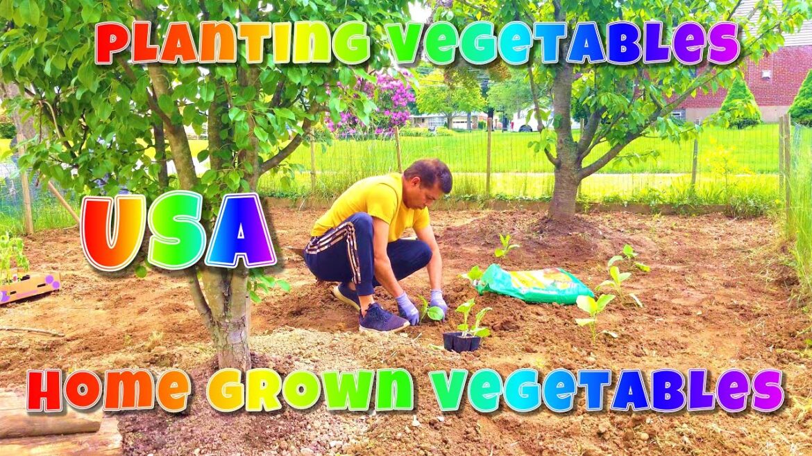 Home grown vegetables / Vegetable gardening / How to grow Vegetables / Planting Vegetables