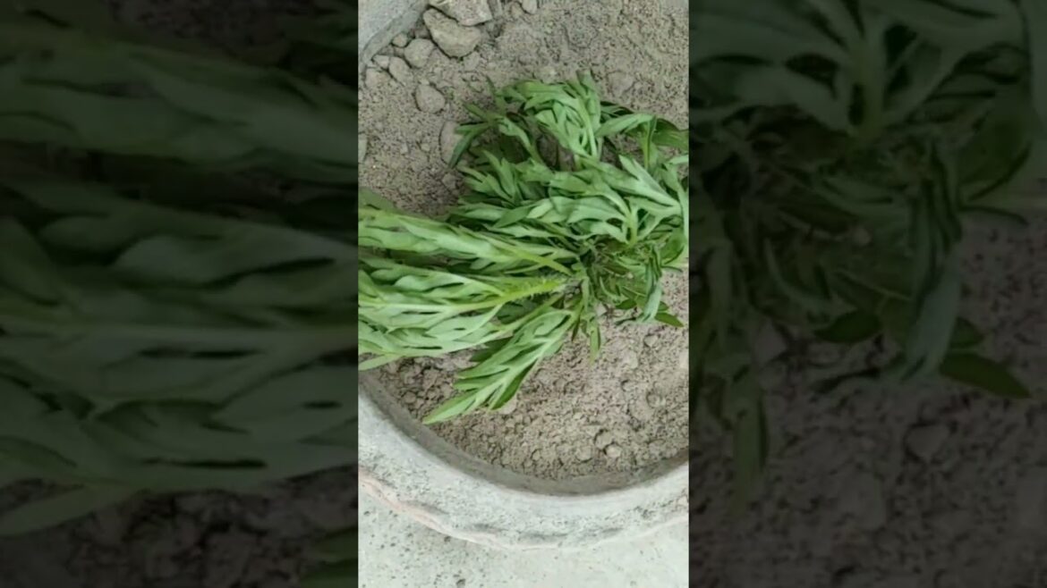 comment plant name#flower#garden #plants#planting #trending #shorts gardening #flowerplant#plantlove