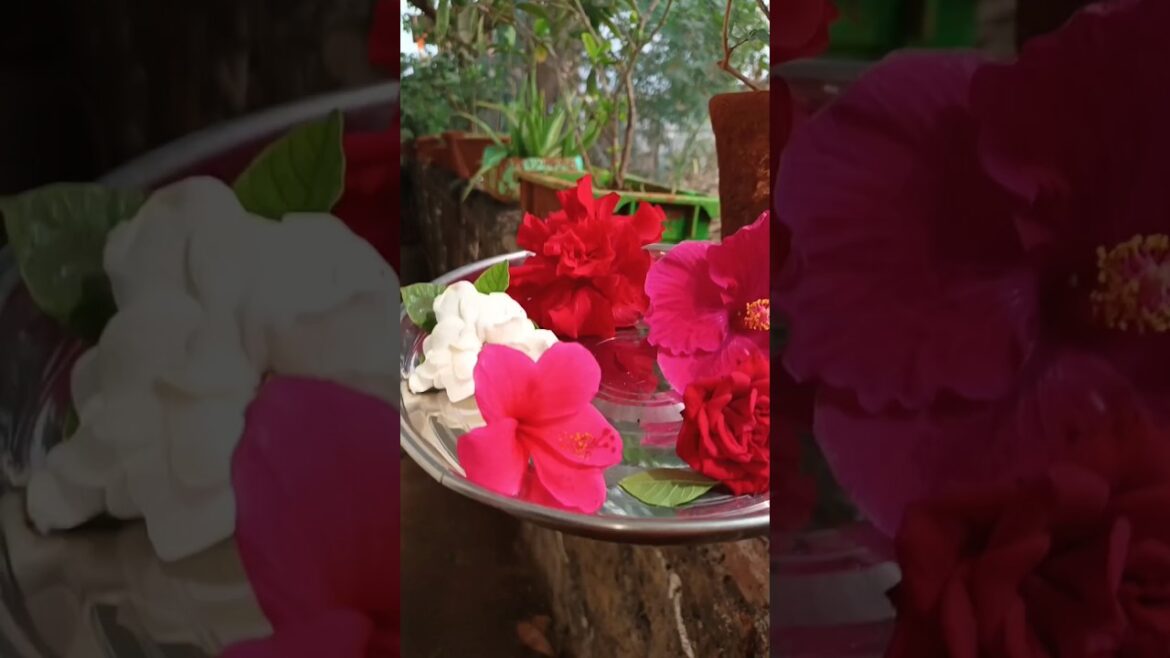 Ye Flowers ka kya hoga🤨🤔 #shorts #minivlog #gardener Ye Flowers ka kya hoga🤨🤔 #shorts #minivlog #gardener