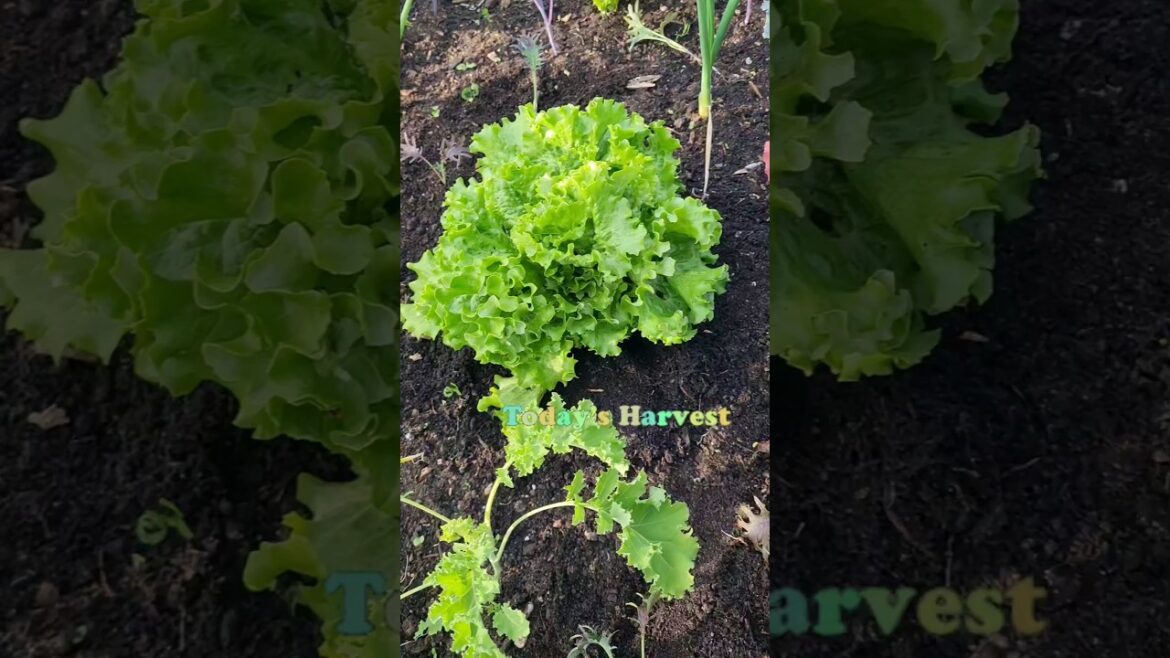 Time to harvest some lettuce🤗 #shorts #harvest #vegetablegardening #lettuce Time to harvest some lettuce🤗 #shorts #harvest #vegetablegardening #lettuce