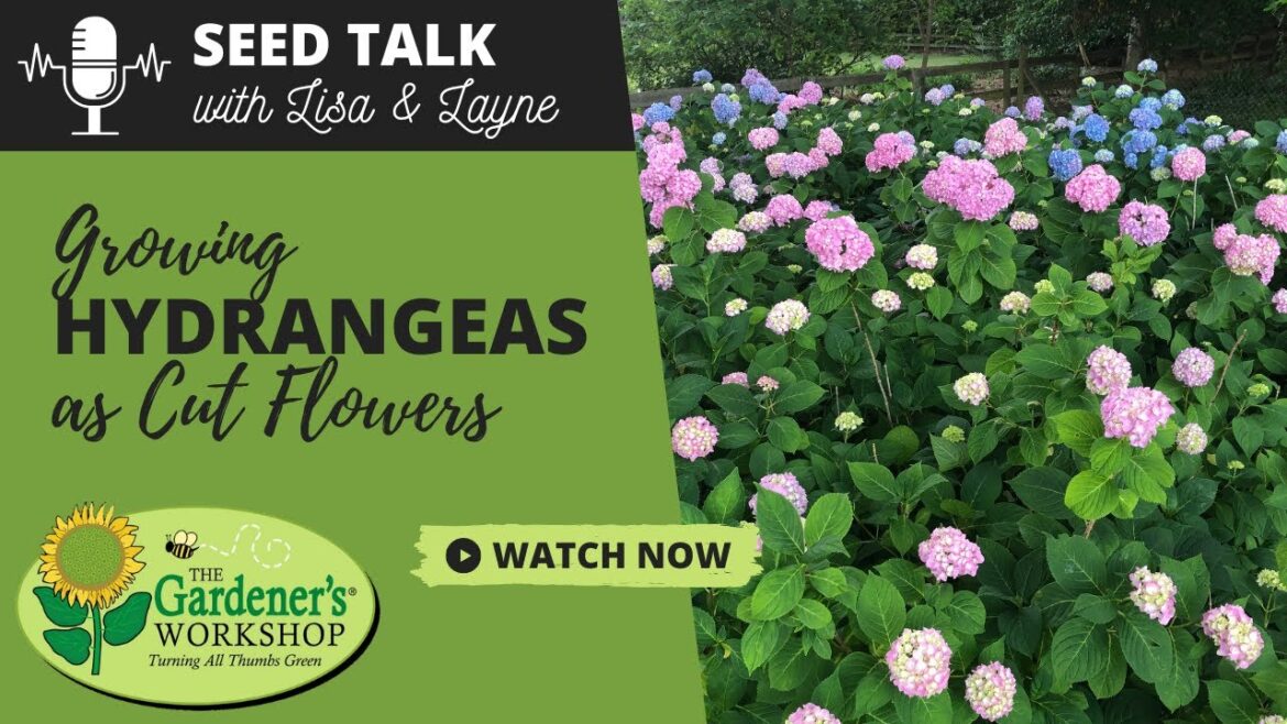 Seed Talk  #93 - Growing Hydrangeas as Cut Flowers