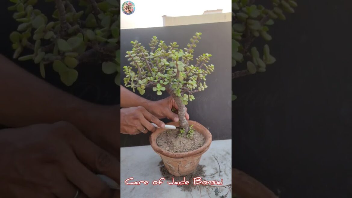 3 Tips to Make Jade Plant Bushy / Jade Bonsai / #theonepage #fungardening #shorts #farmaya #short 3 Tips to Make Jade Plant Bushy / Jade Bonsai / #theonepage #fungardening #shorts #farmaya #short