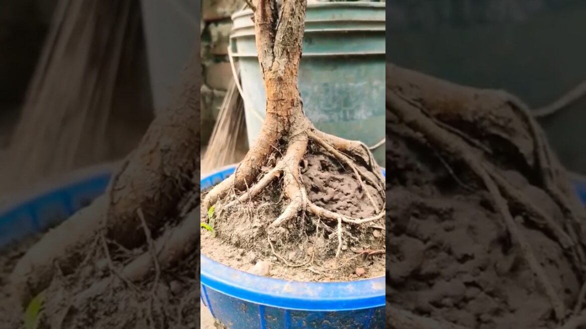Bonsai Plant #bonsai #gardening  #viral #trending #shorts
