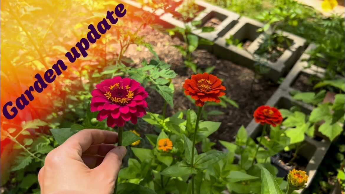 Backyard garden update and tour, zone 7 Backyard garden update and tour, zone 7