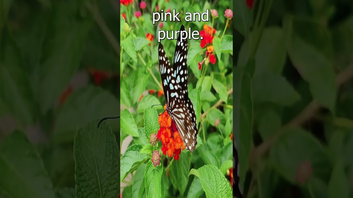 Lantana plant care II Lantana plant