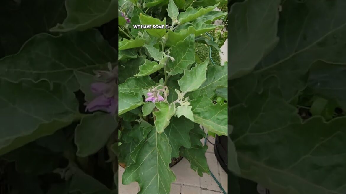 Growing Eggplants and Peppers: Home Garden Tips for a Bountiful Harvest!