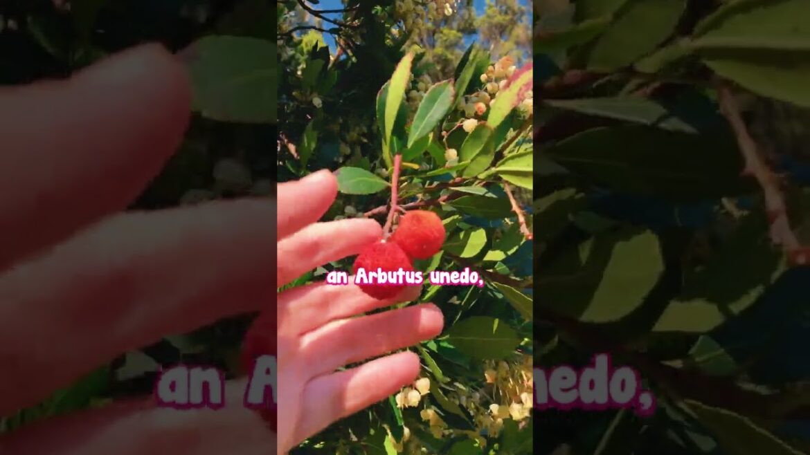 Irish Strawberry Tree - evergreen small tree offers year-round interest!🍒