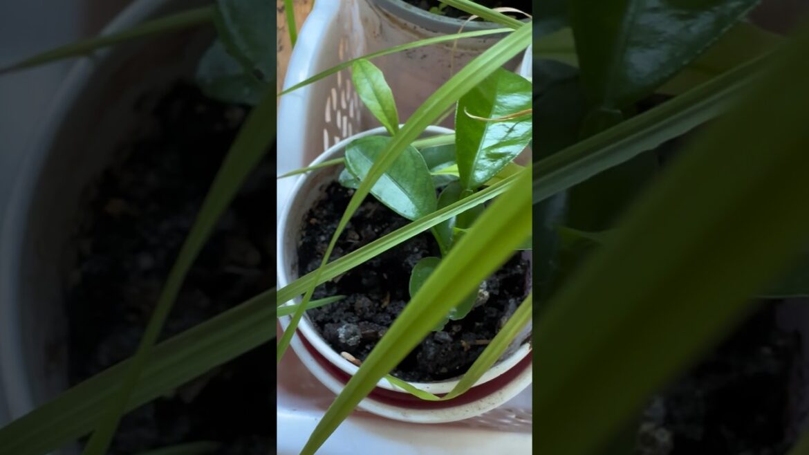 Gardening Hacks for new Gardners #gardening #gardeningtips #lifehacks #gardeninghacks #tips #plants