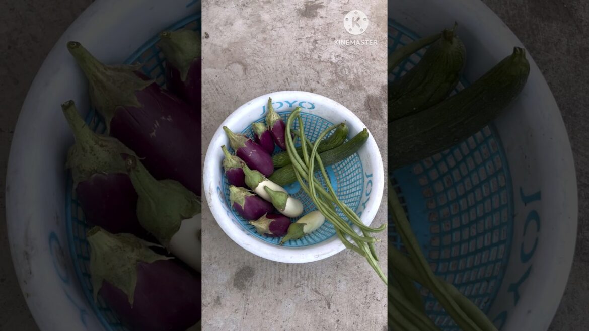 Vegetable harvesting #gardening #garden #nature #flowers #viralvideo