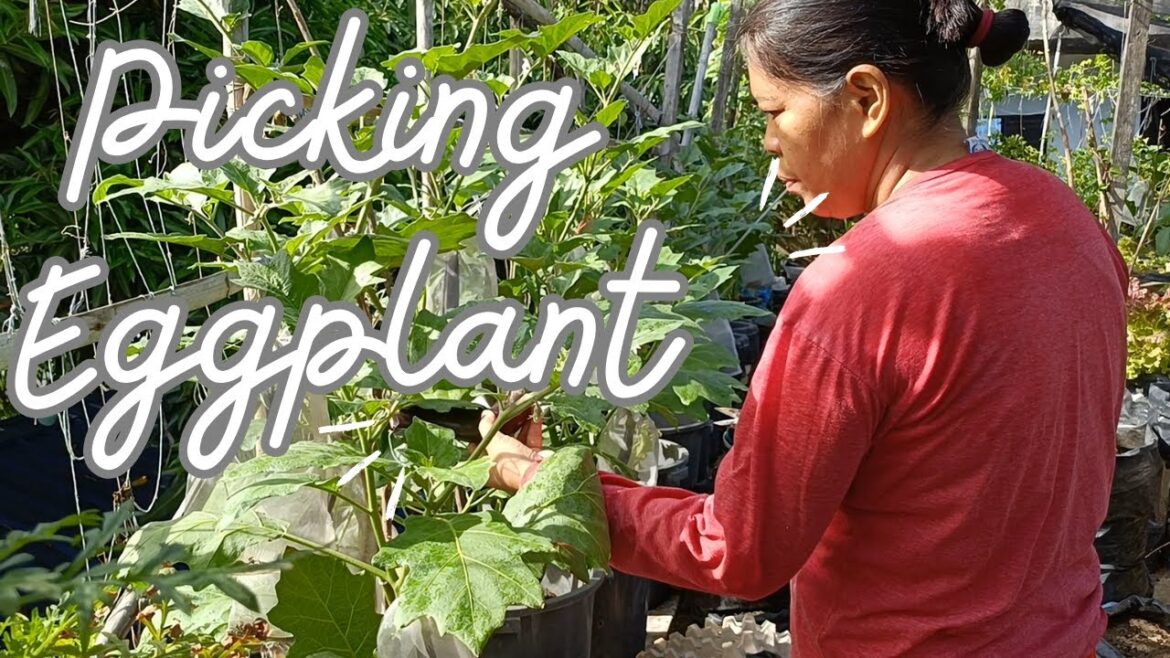 Picking Eggplant in container garden