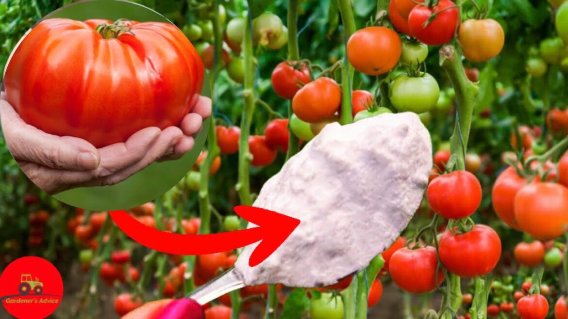 Just 1 tablespoon and the tomatoes will EXPLODE OVERNIGHT! Just 1 tablespoon and the tomatoes will EXPLODE OVERNIGHT!