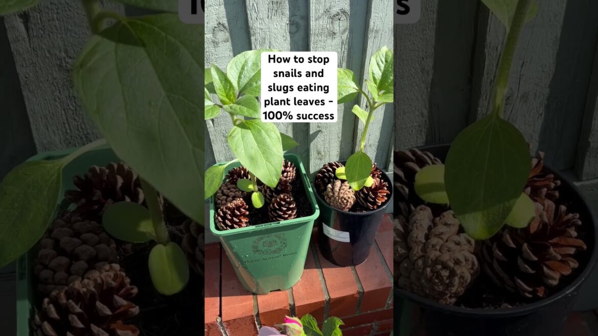 100% Success | How To Stop Slugs & Snails Eating Your Plants #gardening #gardeningtips 100% Success | How To Stop Slugs & Snails Eating Your Plants #gardening #gardeningtips