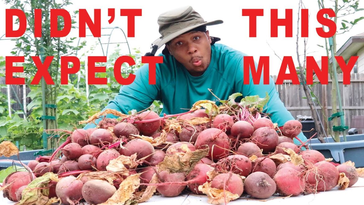 Urban Garden Massive Beet Harvest