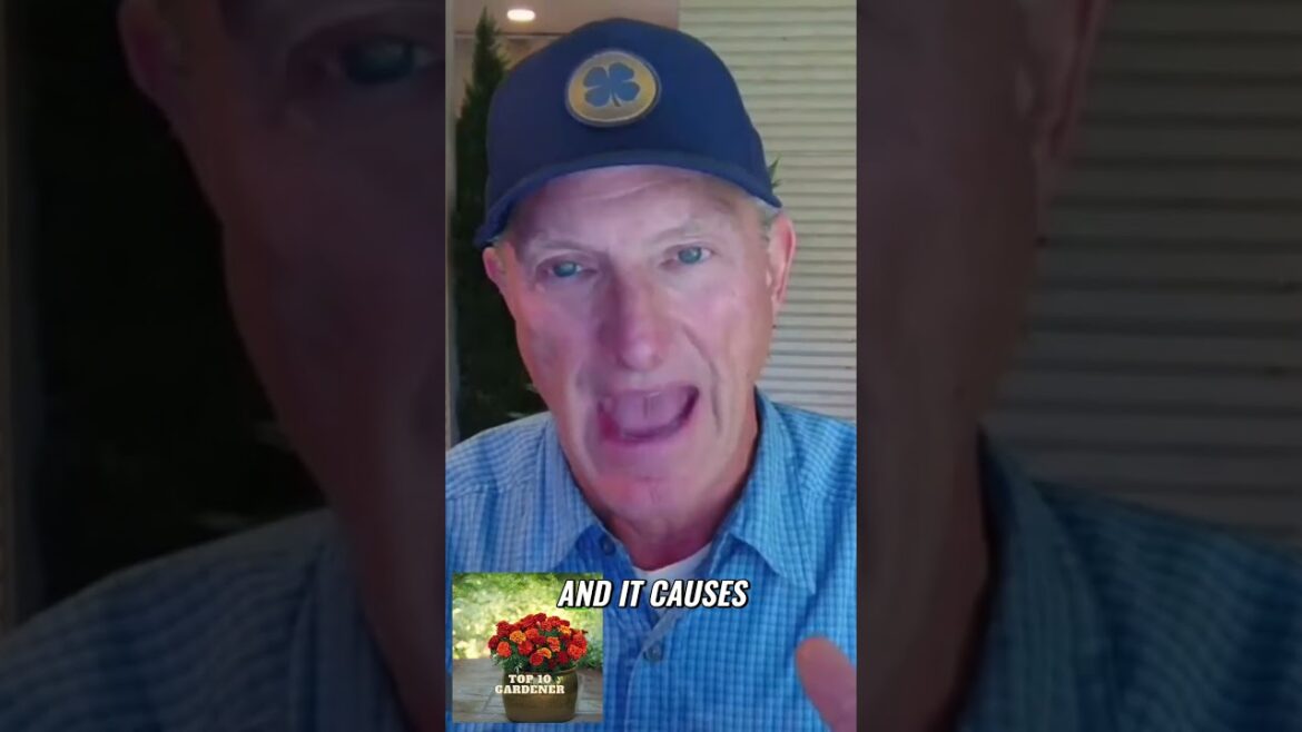 Boost Your Tomato Harvest