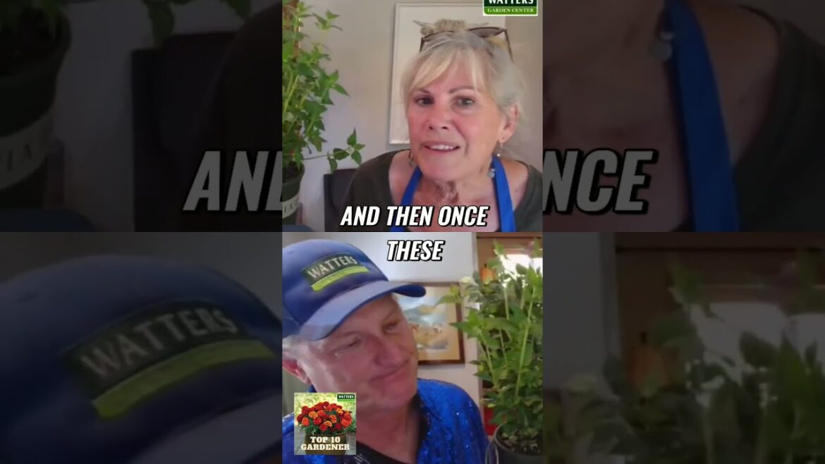 Attract Hummingbirds and Butterflies with Agastache_ A Gardening Guide.