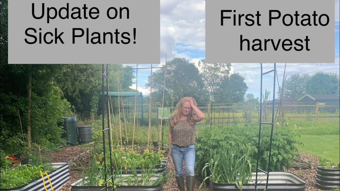 June – Sick Plants Update June - Sick Plants Update