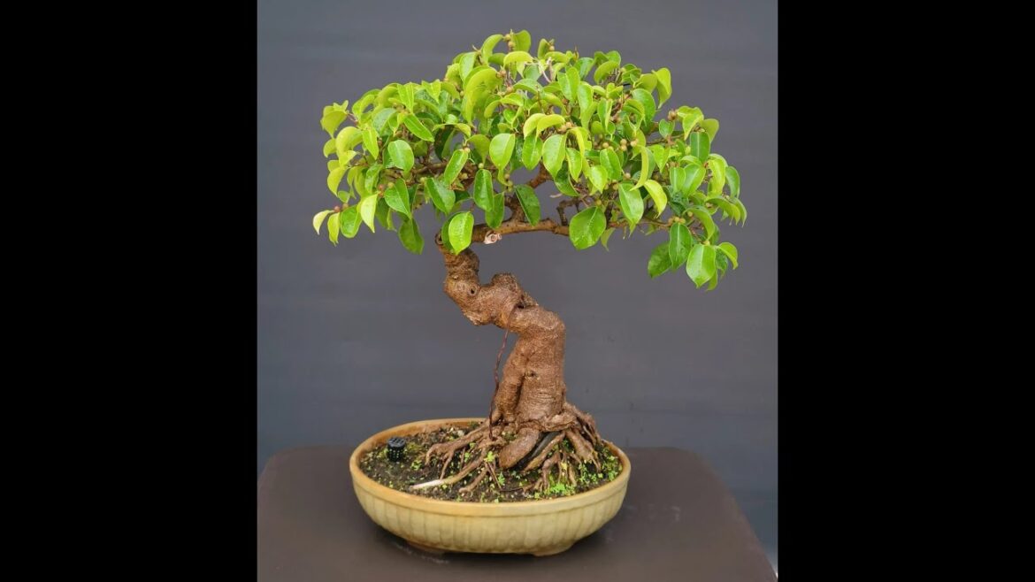 Bonsai Style Collection #bonsai #art #gardening